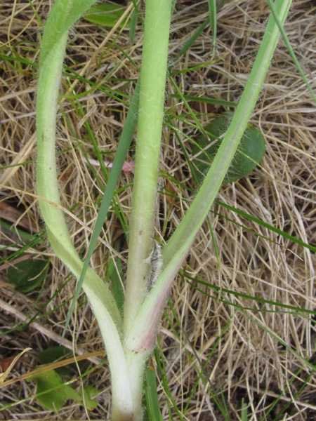<i>Hieracium umbrosum</i> Jord.