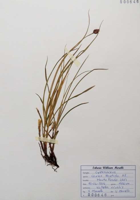 <i>Carex foetida</i> All.