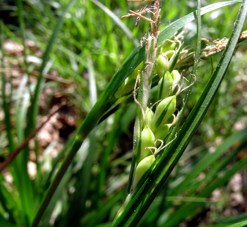 <i>Carex olbiensis</i> Jord.