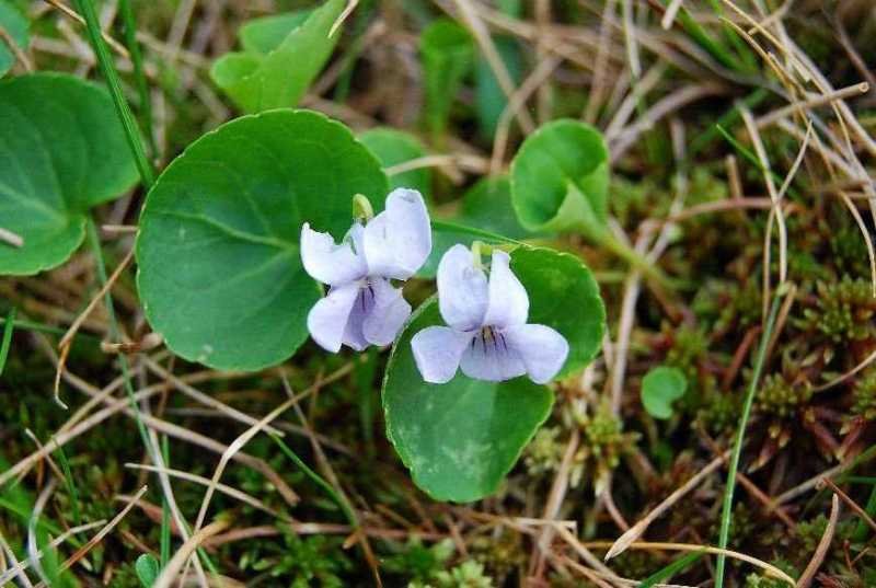 <i>Viola palustris</i> L.