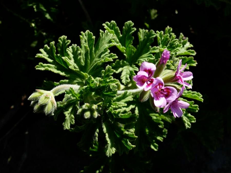 <i>Pelargonium graveolens</i> (Thunb.) L'Hér.