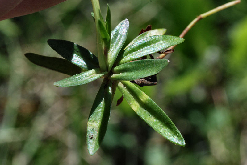 <i>Gentiana verna</i> L. subsp. <i>tergestina</i> (Beck) Hayek