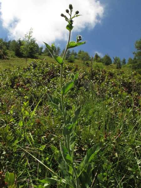 <i>Hieracium cydoniifolium</i> Vill.