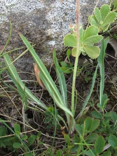 <i>Hieracium armerioides</i> Arv.-Touv.
