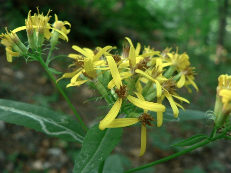 <i>Senecio ovatus</i> (G.Gaertn., B.Mey. & Scherb.) Willd. subsp. <i>alpestris</i> (Gaudin) Herborg
