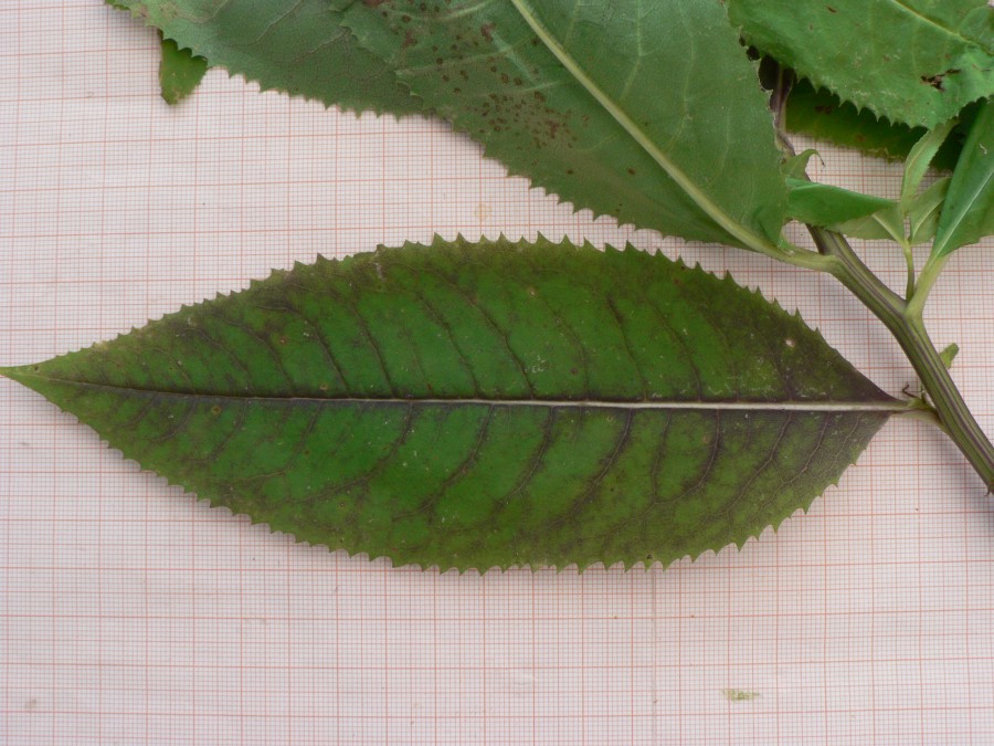 <i>Senecio ovatus</i> (G.Gaertn., B.Mey. & Scherb.) Willd. subsp. <i>alpestris</i> (Gaudin) Herborg