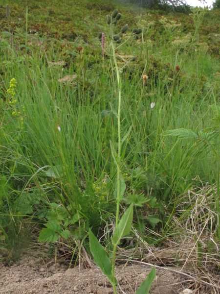 <i>Hieracium cydoniifolium</i> Vill.