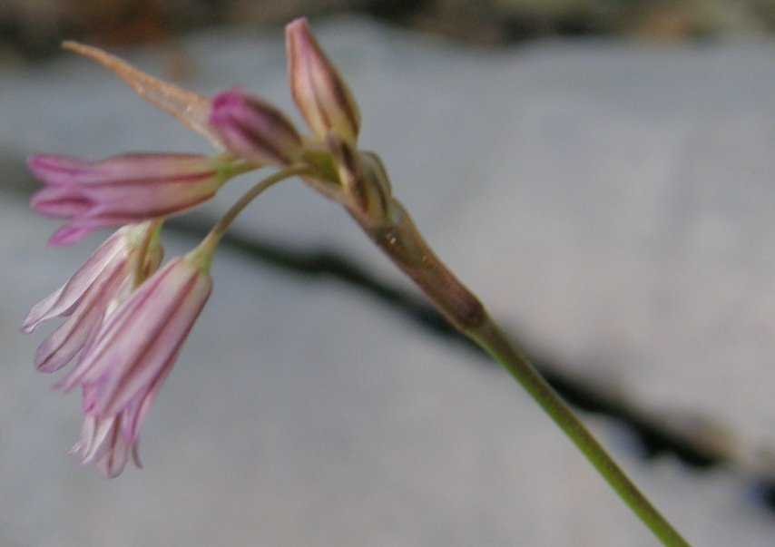 <i>Allium samniticum</i> Brullo, Pavone & Salmeri