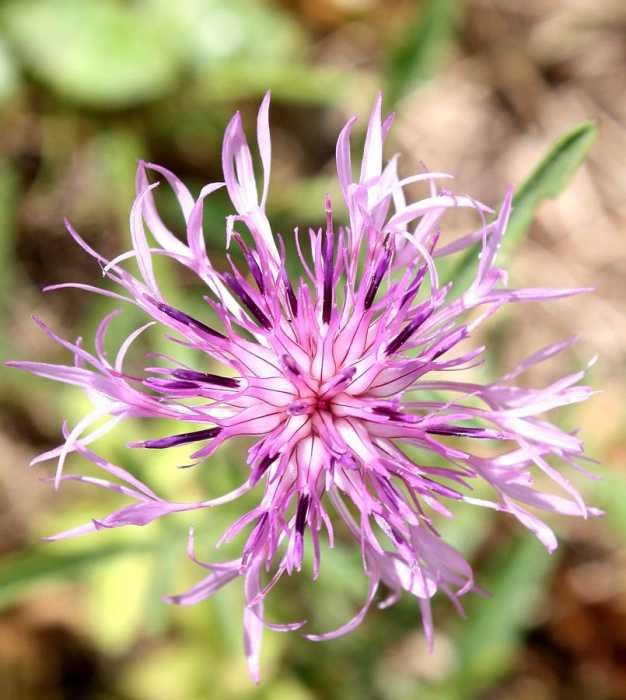 <i>Centaurea scabiosa</i> L.