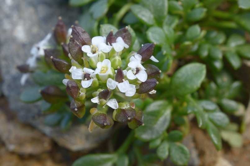 <i>Hornungia alpina</i> (L.) O.Appel subsp. <i>brevicaulis</i> (Spreng.) O.Appel