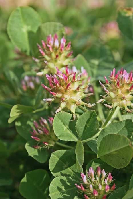 <i>Trifolium spumosum</i> L.
