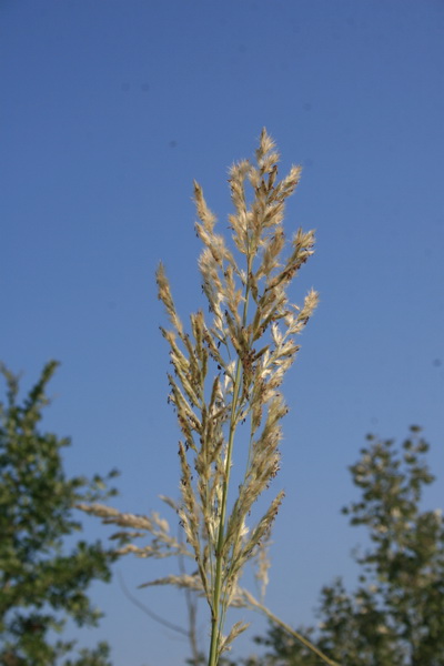 <i>Tripidium ravennae</i> (L.) H.Scholz subsp. <i>ravennae</i>