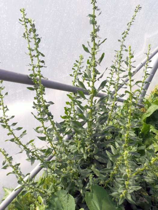 <i>Spinacia oleracea</i> L. subsp. <i>oleracea</i>