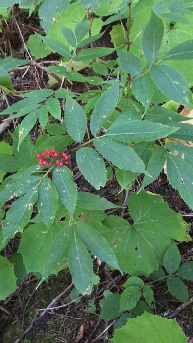 <i>Sambucus racemosa</i> L. subsp. <i>racemosa</i>