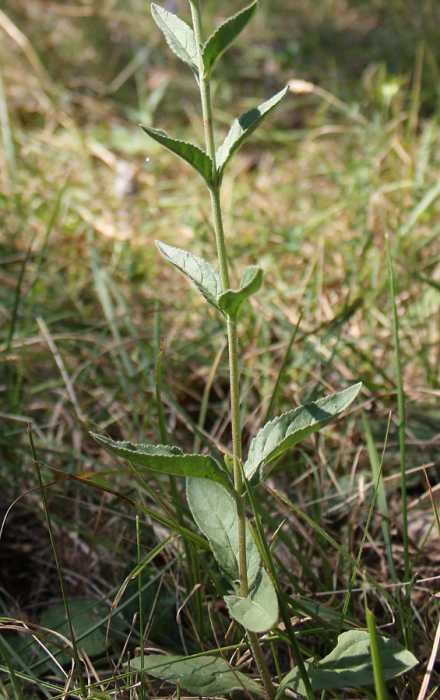 <i>Veronica spicata</i> L. subsp. <i>fischeri</i> (Trávn.) Albach