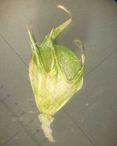 <i>Trifolium strictum</i> L.