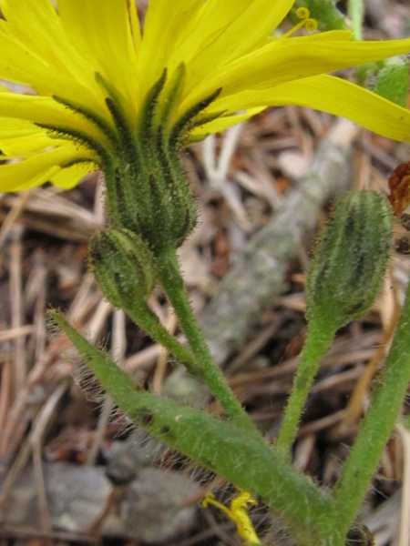 <i>Hieracium symphytaceum</i> Arv.-Touv.