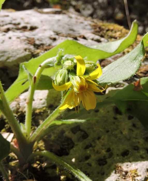 <i>Hieracium racemosum</i> Waldst. & Kit. ex Willd. subsp. <i>pignattianum</i> (Raimondo & Di Grist.) Greuter