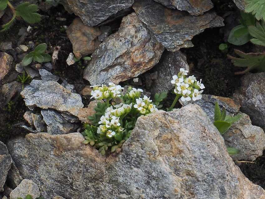 <i>Hornungia alpina</i> (L.) O.Appel subsp. <i>brevicaulis</i> (Spreng.) O.Appel