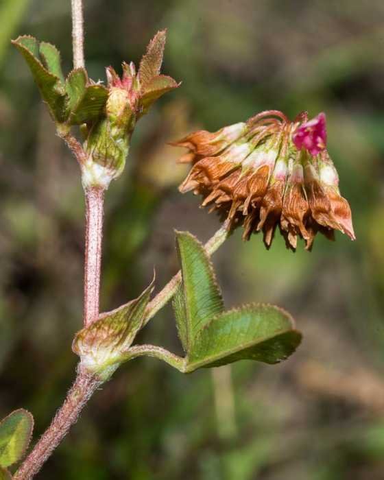 <i>Trifolium hybridum</i> L. subsp. <i>elegans</i> (Savi) Asch. & Graebn.