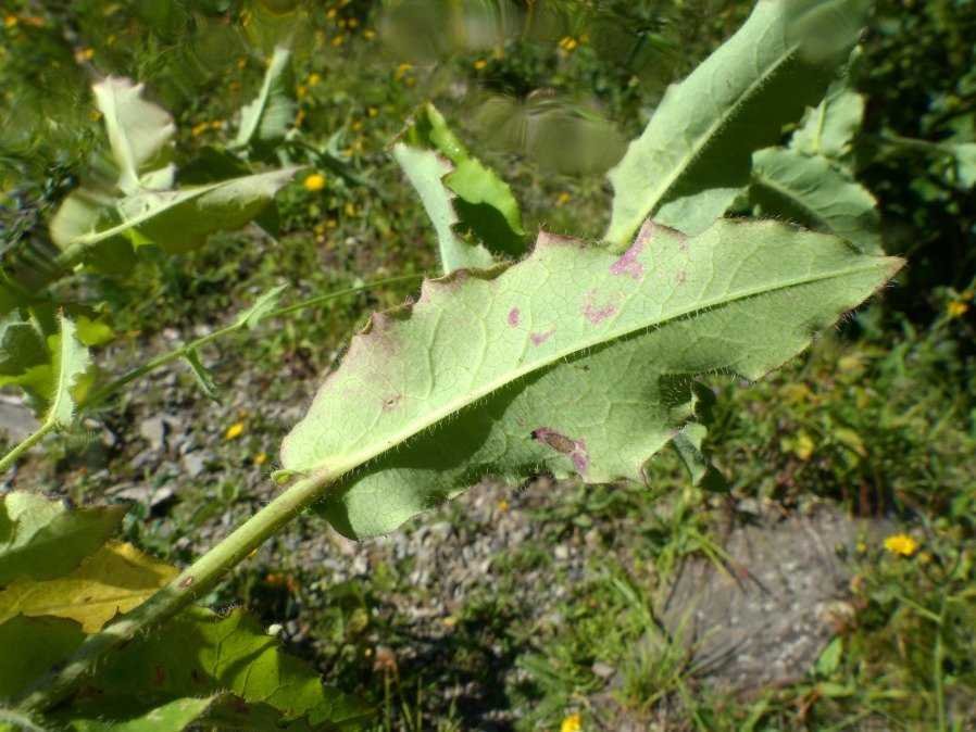 <i>Hieracium prenanthoides</i> Vill. subsp. <i>lanceolatum</i> (Vill.) Zahn