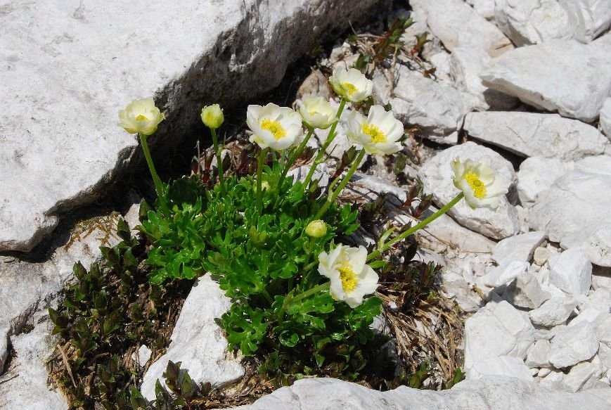 <i>Ranunculus traunfellneri</i> Hoppe