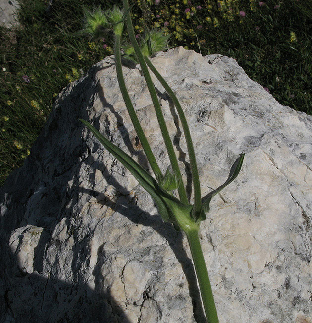 <i>Knautia longifolia</i> (Waldst. & Kit.) W.D.J.Koch
