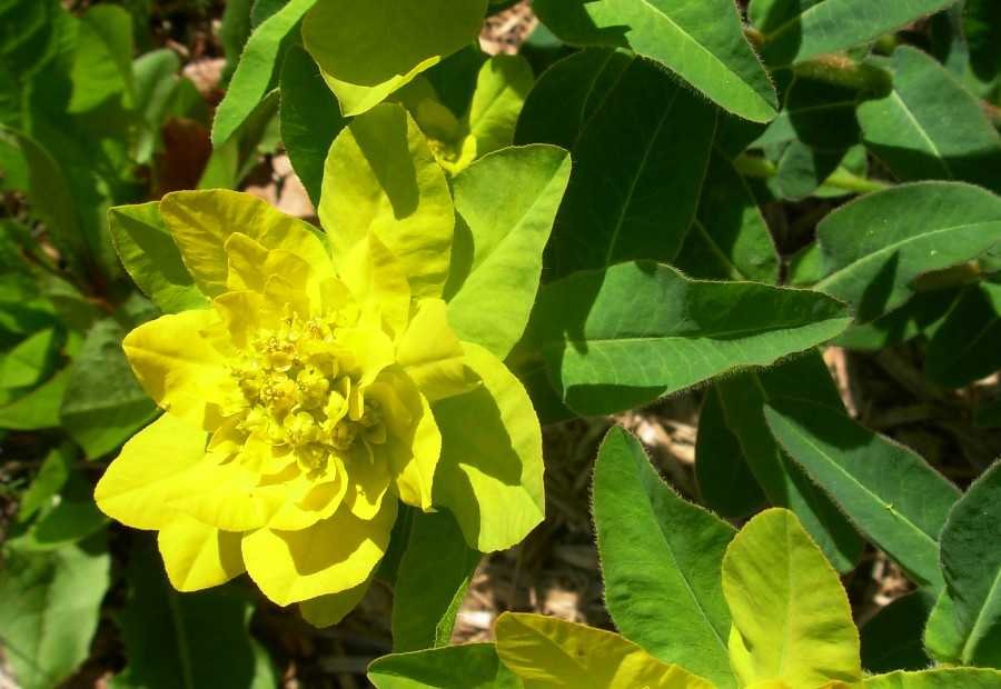 <i>Euphorbia epithymoides</i> L.