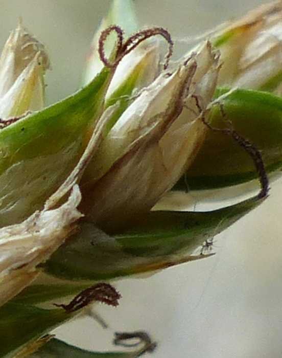 <i>Carex divulsa</i> Stokes