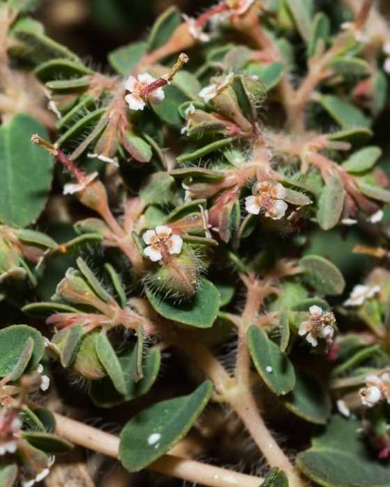 <i>Euphorbia chamaesyce</i> L.