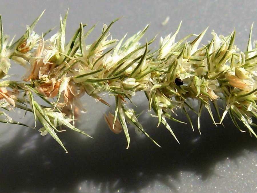 <i>Amaranthus retroflexus</i> L.