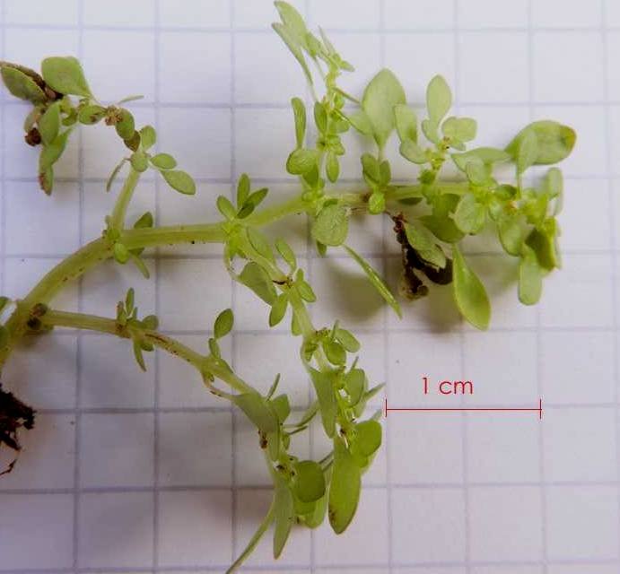 <i>Pilea microphylla</i> (L.) Liebm.