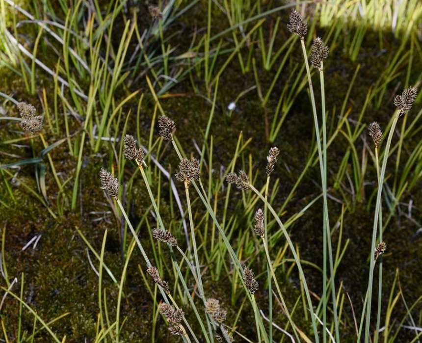 <i>Carex lachenalii</i> Schkuhr subsp. <i>lachenalii</i>