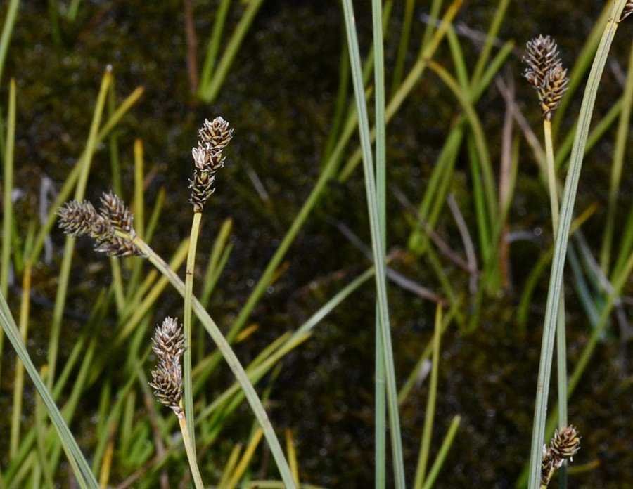 <i>Carex lachenalii</i> Schkuhr subsp. <i>lachenalii</i>