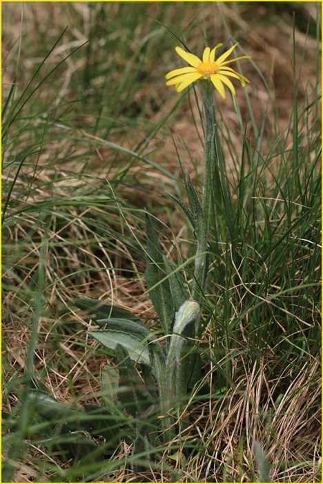 <i>Senecio scopolii</i> Hoppe & Hornsch. subsp. <i>scopolii</i>