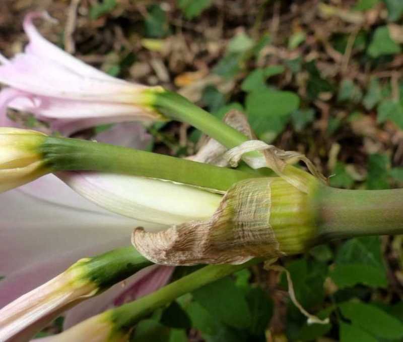 <i>Amaryllis belladonna</i> L.