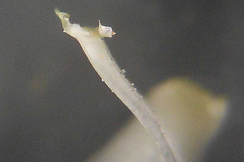 Malva-parviflora-4.jpg