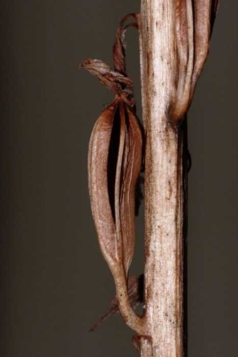 <i>Himantoglossum adriaticum</i> H.Baumann