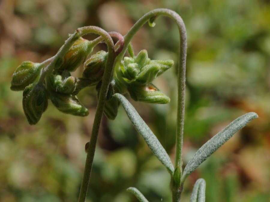 <i>Helianthemum violaceum</i> (Cav.) Pers.