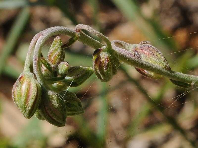 <i>Helianthemum violaceum</i> (Cav.) Pers.