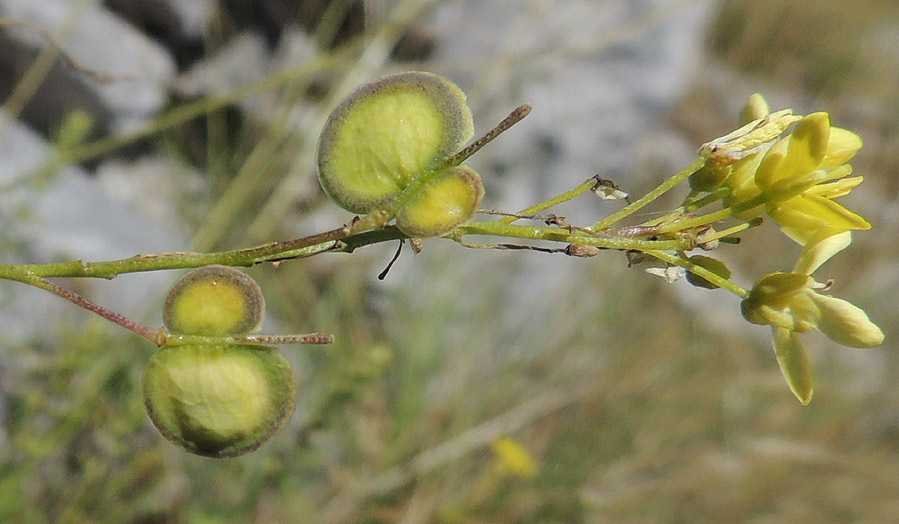 <i>Biscutella laevigata</i> L. subsp. <i>laevigata</i>