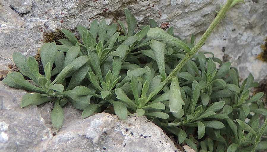 <i>Achillea rupestris</i> Huter, Porta & Rigo subsp. <i>rupestris</i>