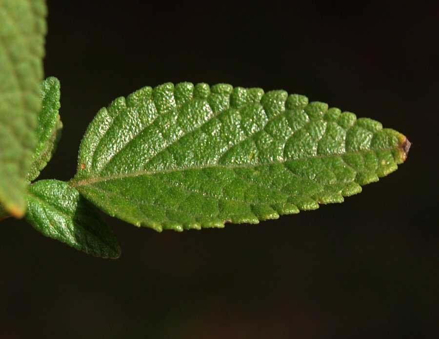 <i>Salvia microphylla</i> Kunth