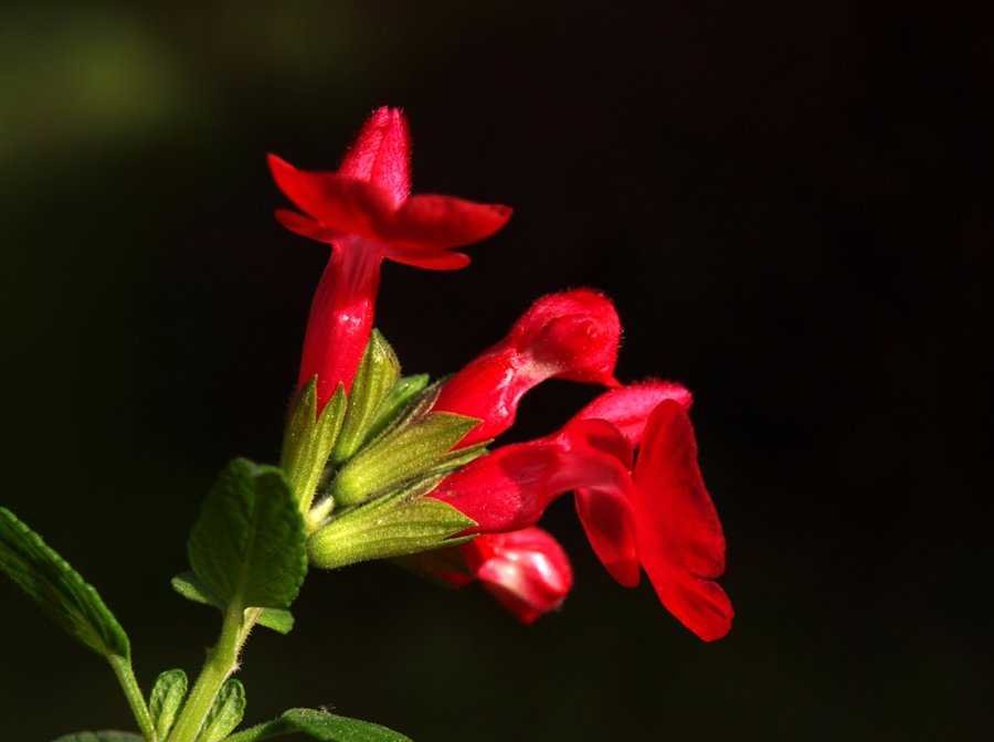<i>Salvia microphylla</i> Kunth