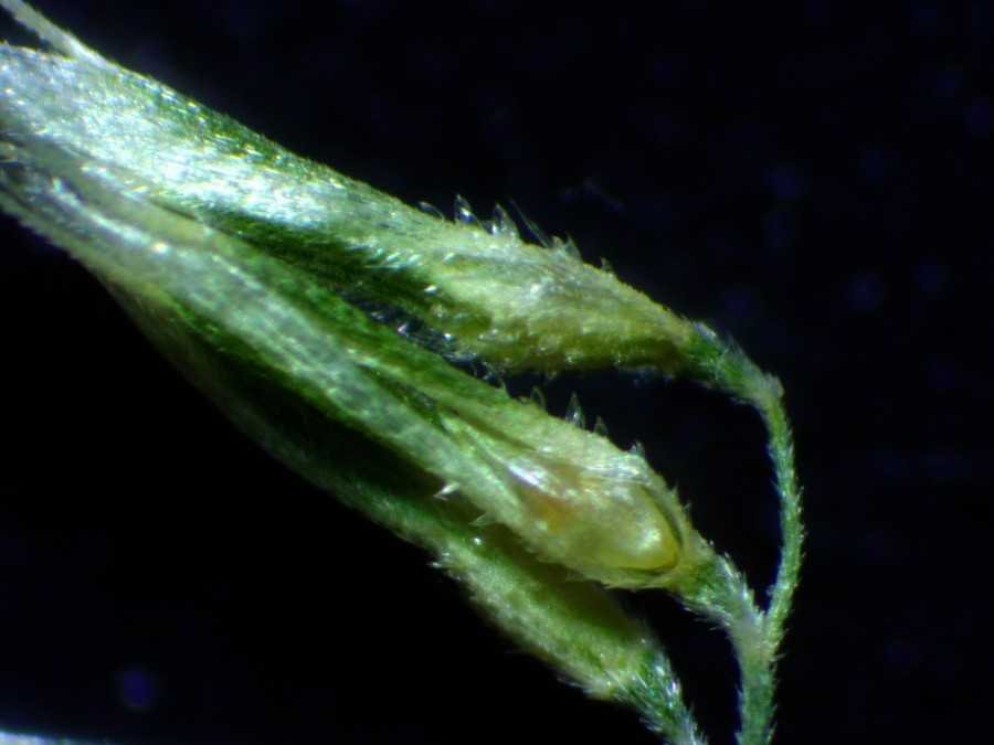 <i>Polypogon maritimus</i> Willd. subsp. <i>maritimus</i>