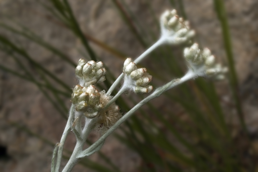<i>Helichrysum luteoalbum</i> (L.) Rchb.
