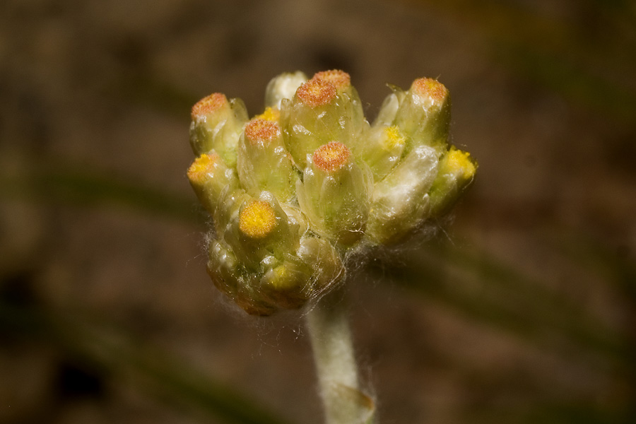 <i>Helichrysum luteoalbum</i> (L.) Rchb.