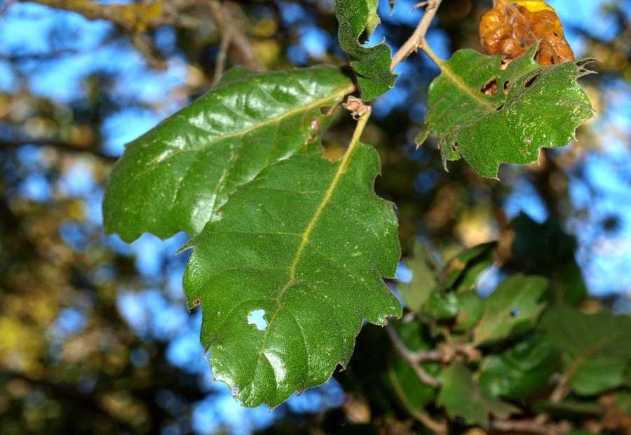 5 Quercus-ithaburienis-85-(13.jpg