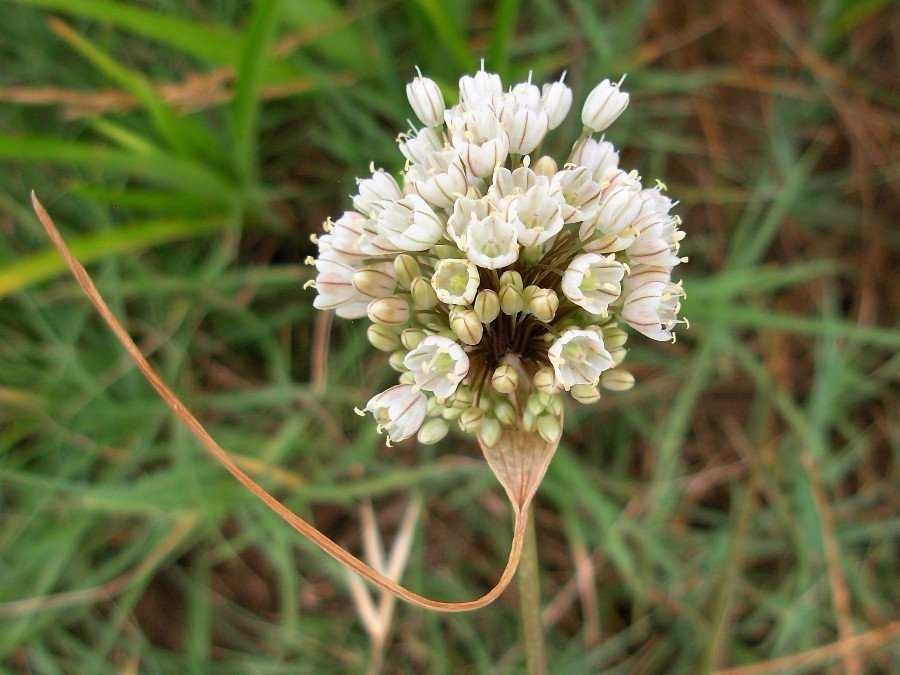 <i>Allium pallens</i> L.