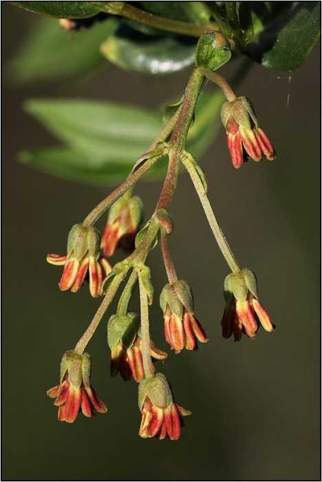 Coriaria-myrtifolia-20200507-046-JMMap.jpg